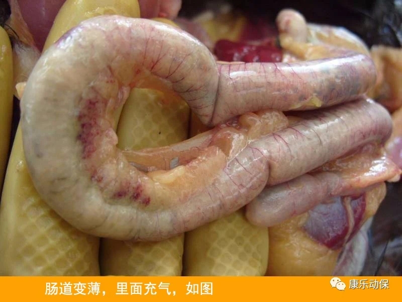 霉菌毒素降解酶 养殖健康的新防线