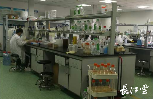 从上门申请到坐等权益 湖北无申请退税费改革助力生物技术研发创新